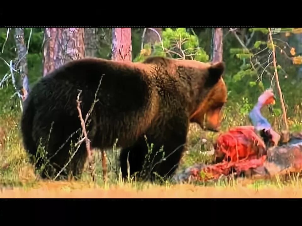 Медведь загрыз человека фото Wild Russia - 4 - Siberia (Россия: От Края До Края - Сибирь) - 3/3 - YouTube