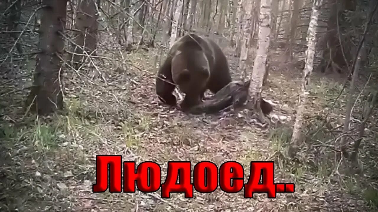Медведь загрыз отца и сына фото Попал в лапы медведя.Искал связь и попался медведю людоеду. Я Сам встретил что т