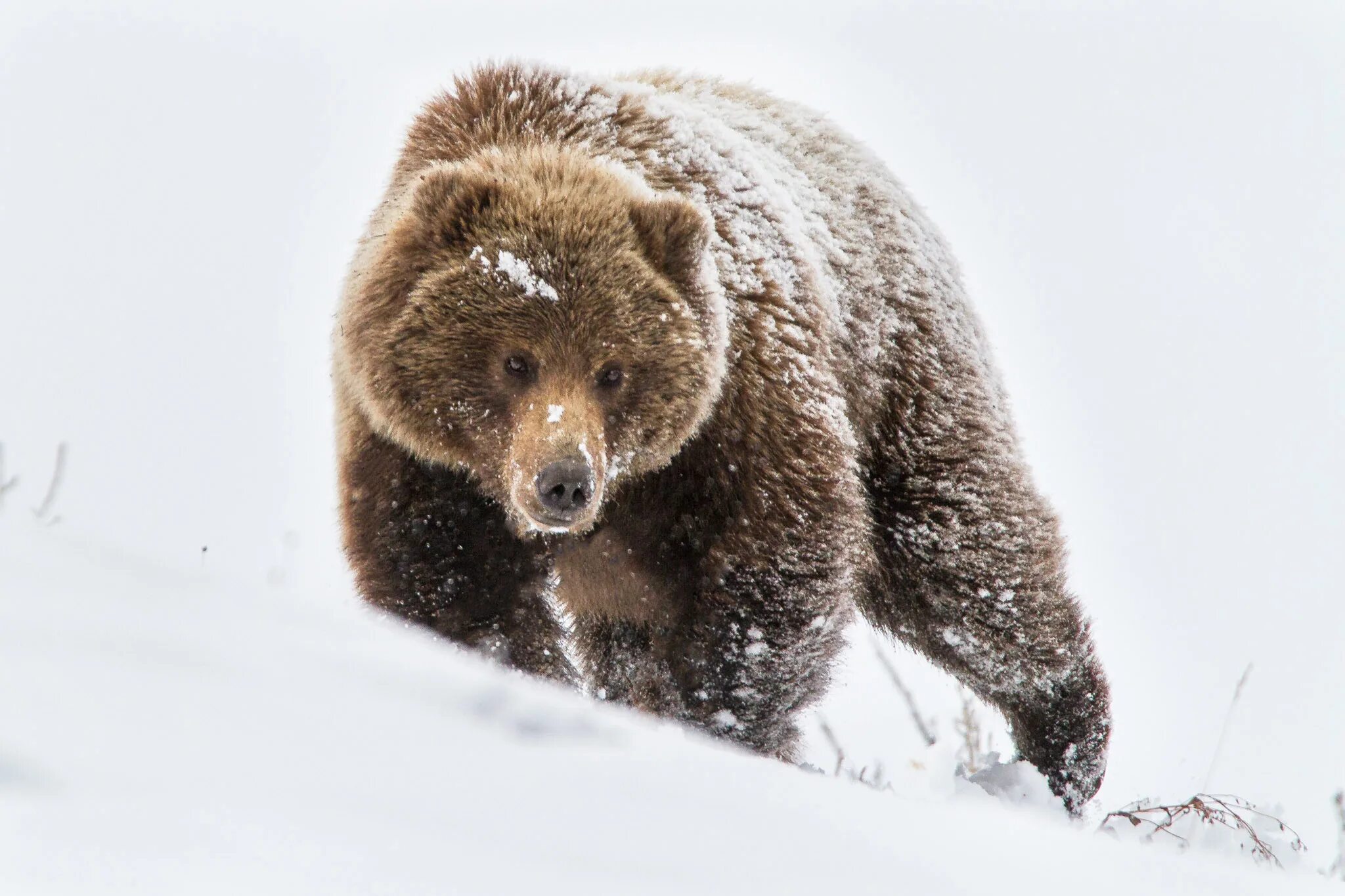Медведь зима фото Denali National Park :: Behance