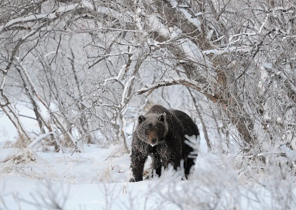 Медведь зима фото Did we have them? Bear hunting is prohibited in the Nizhny Novgorod region from 