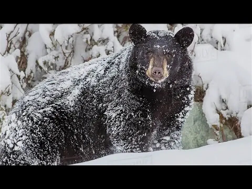 Медведь зима фото Bear attack on man in forest. What will happen next - YouTube