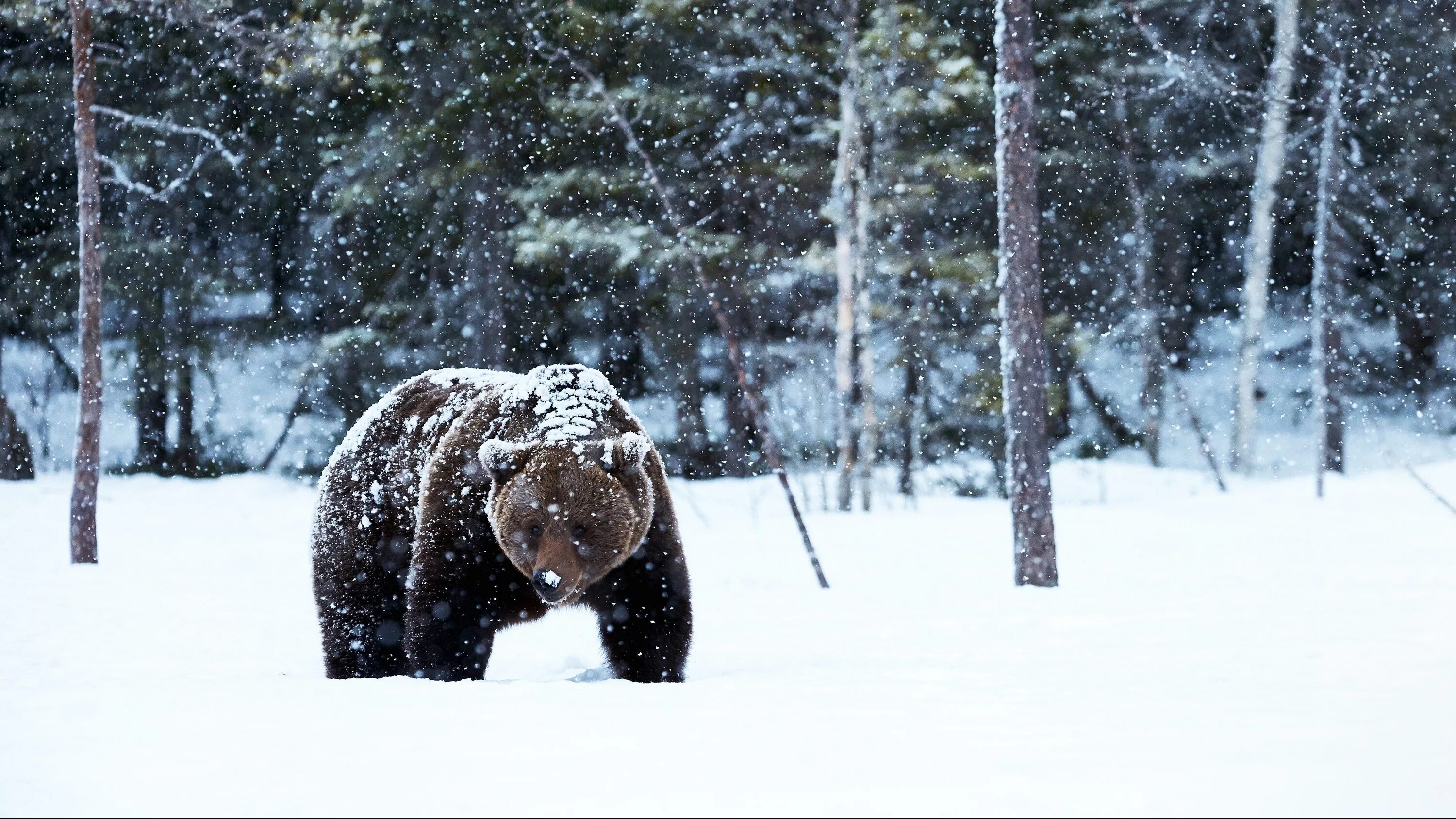 Медведь зима фото Alaska woman visits outhouse, bear takes a bite out of her backside: report Fox 