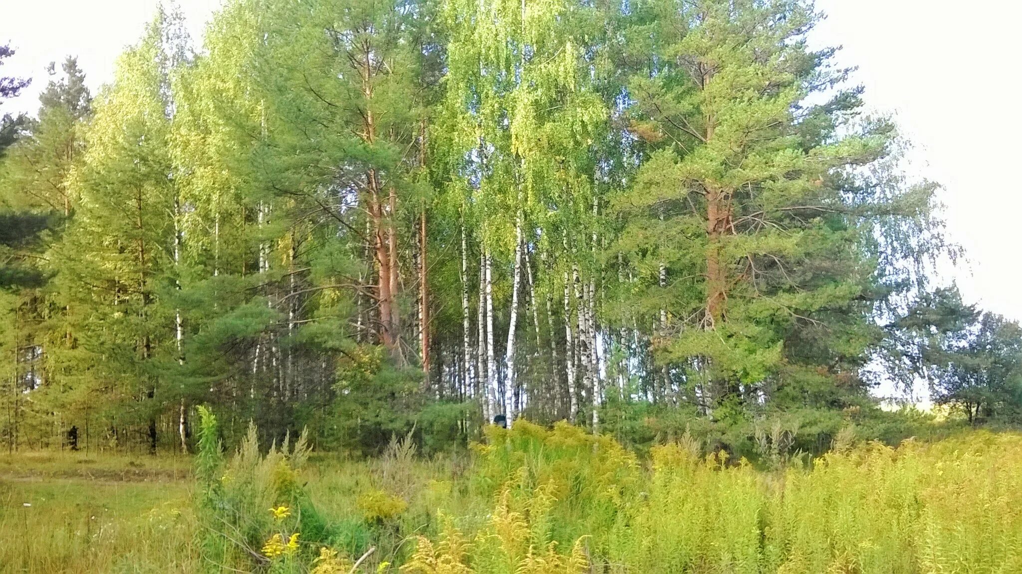 Медведевский лес орел медведевский лес фото Фото осенний лес, альбом природа и её создания - 160 фото Фотографии Натальи Док
