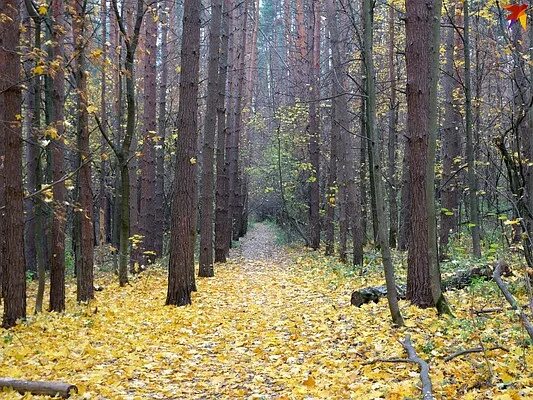 Медведевский лес орел медведевский лес фото "КП"-Уфа" провела обучающий семинар по Интернет-рекламе