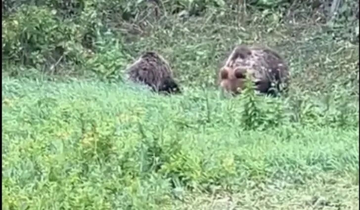 Медведи башкирии фото Под Уфой в поселке Михайловка заметили маму медведя и ее медвежонка. Каким бы ми