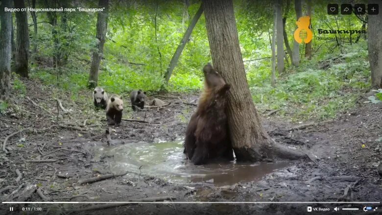 Медведи башкирии фото Медведицу с тремя медвежатами сняли на видео в Башкирии - Новости Mail
