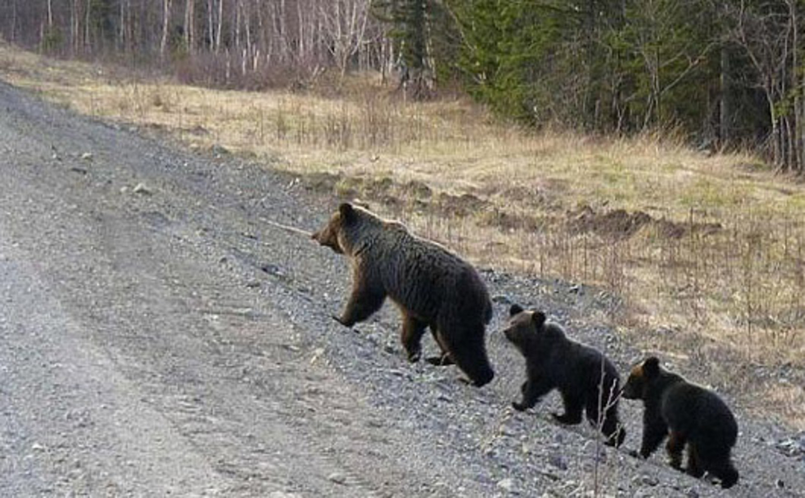 Медведи башкирии фото To Republic of Bashkortostan the family of mushroom pickers met in the wood a fa