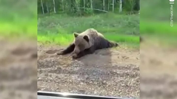Медведи башкирии фото Медведь подсказал водителю, как доехать до Уфы