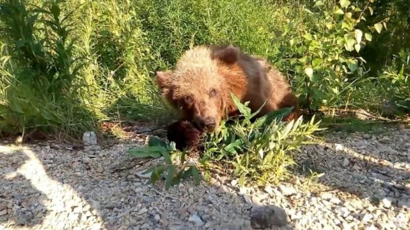 Медведи башкирии фото В Челябинской области недалеко от озера Еланчик (Чебаркульский район) отдыхающие