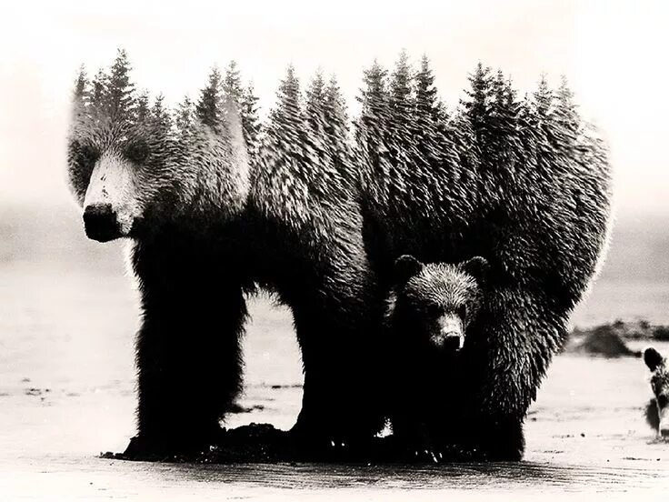 Медведи черно белые фото Double Exposure Photoshop Mockup Bear tattoos, Double exposure photoshop, Double