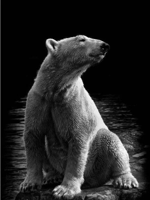 Медведи черно белые фото this-is-wild Polar bear drawing, Polar bear tattoo, White polar bear