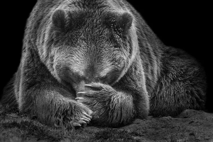 Медведи черно белые фото Homepage of Wolf Ademeit, Photographer, Animals Animals, Bear, Dogs and puppies