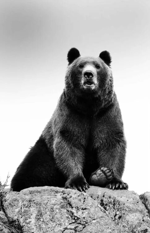 Медведи черно белые фото Stunning Bear. No info. Изображения медведей, Фотографии животных, Животные