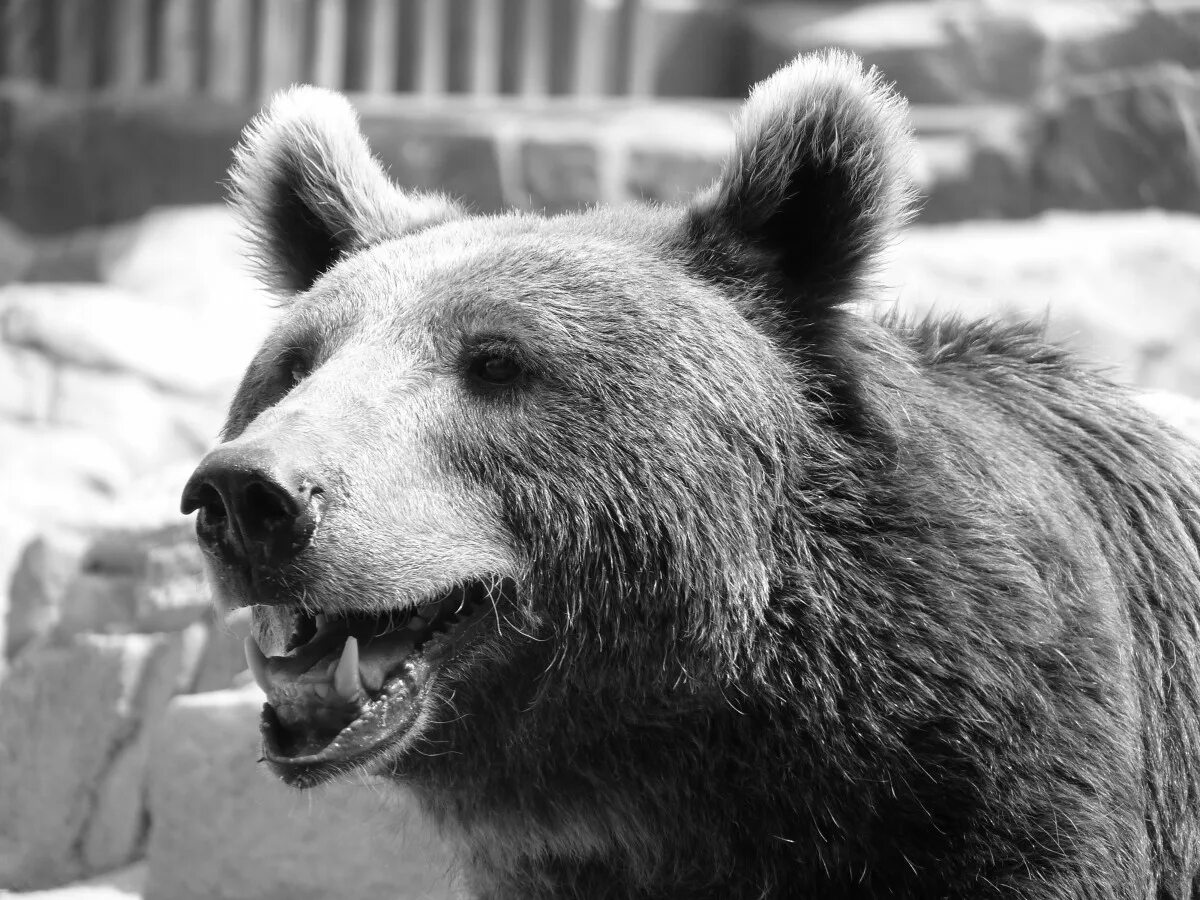 Медведи черно белые фото Free Images : black and white, animal, wildlife, fur, portrait, mammal, mane, fa