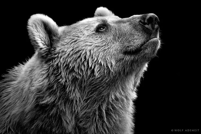 Медведи черно белые фото SNOOPER Bear, Animals, Brown bear