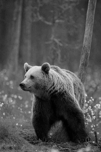 Медведи черно белые фото 2012-06-30 20-47-30 Brown bear, Grizzly bear, Bear