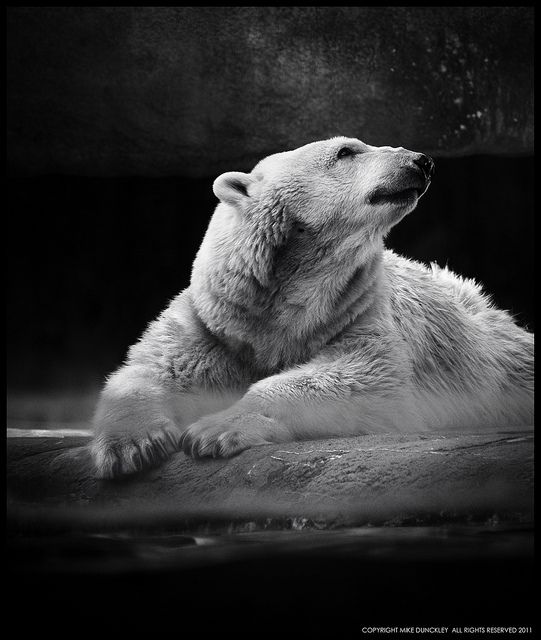 Медведи черно белые фото Polar Bear_Philadelphia Zoo Polar bear art, Polar bear drawing, Polar bear