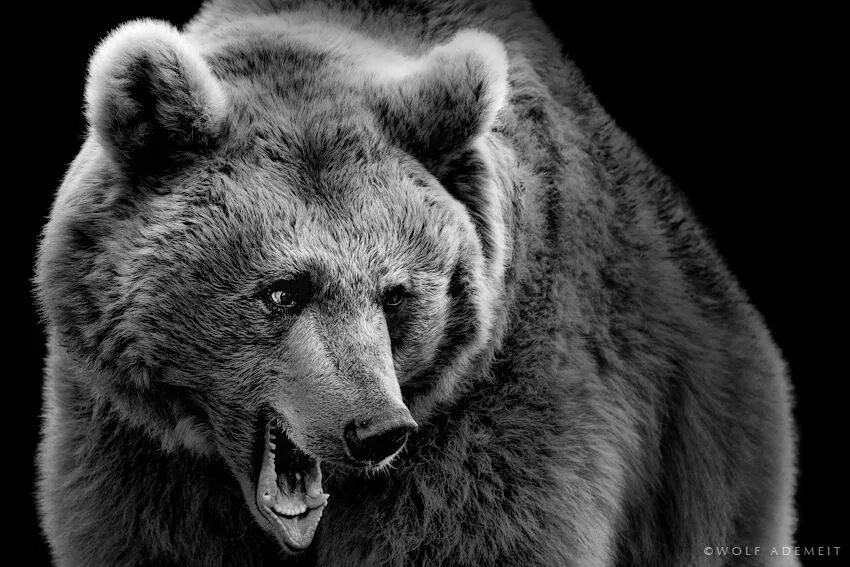 Медведи черно белые фото 500px / Photo "BIG BROWN BEAR" by Wolf Ademeit Brown bear, Animals, Animal photo