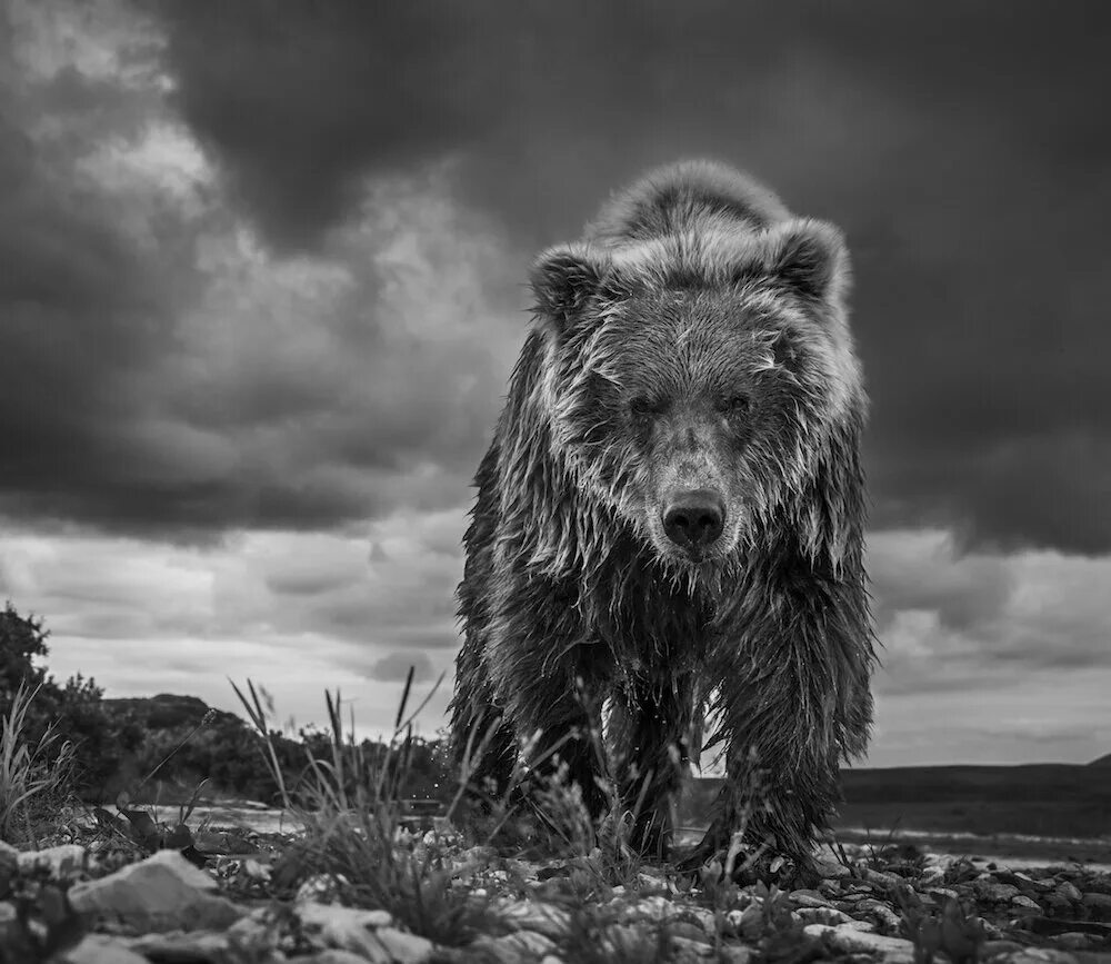Медведи черно белые фото Дэвид Ярроу (David Yarrow) - всемирно известный фотохудожник Современное искусст