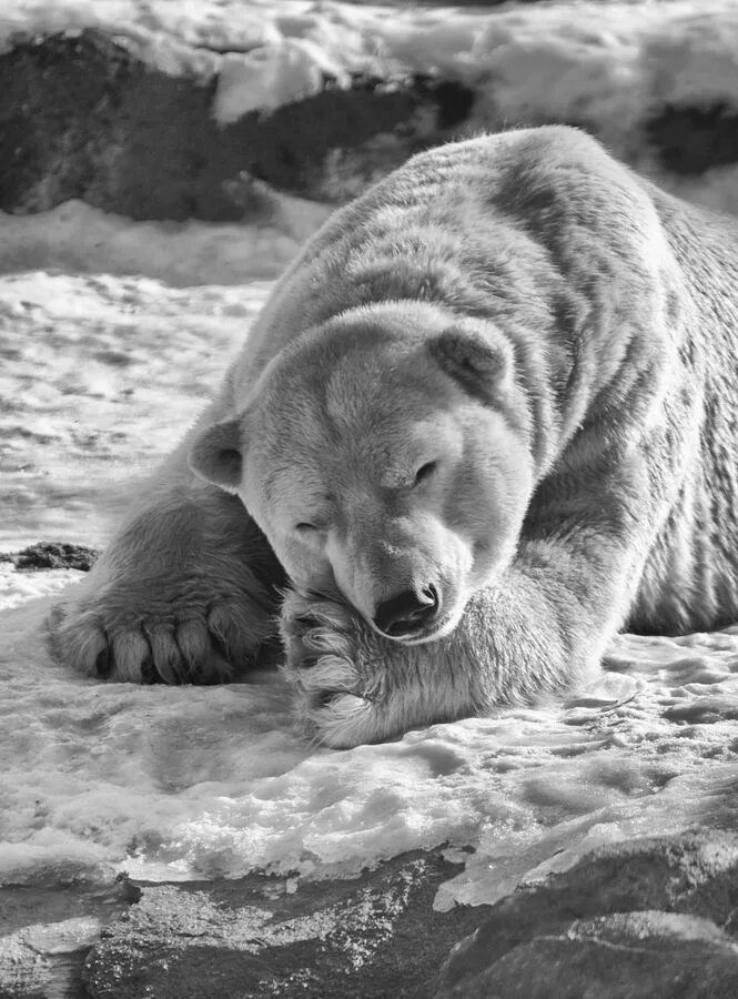 Медведи черно белые фото ZsaZsa Bellagio Polar bear, Animals beautiful, Bear