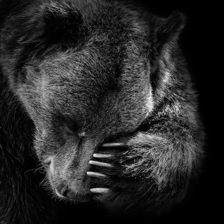 Медведи черно белые фото Bear In Black & White I by Lukas Holas is printed with premium inks for brillian