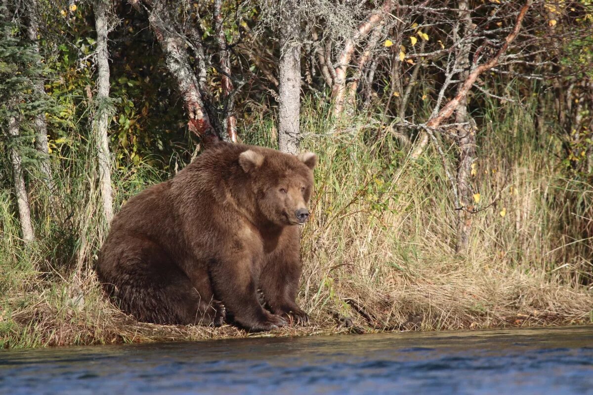 Медведи фото видео Everything You Want to Know About Katmai National Park’s Fat Bears U.S. Departme