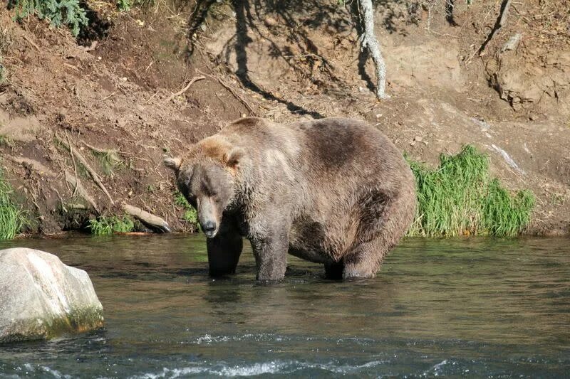 Медведи фото видео Otis the bear crowned chunk champion in Alaska's Fat Bear Week