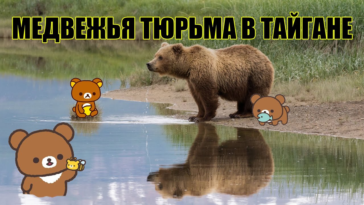 Медведи фото видео Зубков издевается над медведями в Тайгане! #Тайган #СтопЗубков #НародноеСлово #В