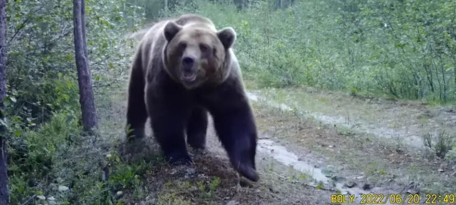 Медведи карелии фото Видеоловушка запотела от дыхания огромного медведя в заповеднике Карелии (ВИДЕО)