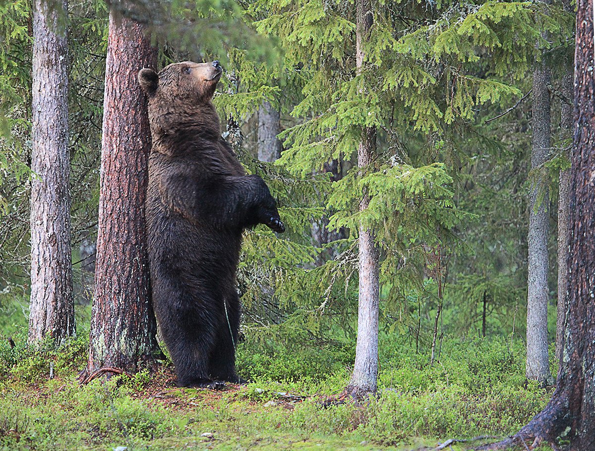 Медведи карелии фото Tango de lagartos y una ardilla asombrada: Las fotos de animales más divertidas 