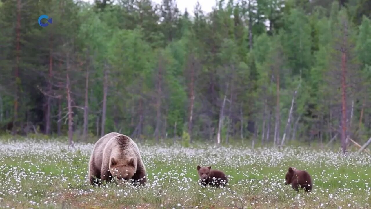 Медведи карелии фото В Карелии состоялась презентация фотоальбома "В Медвежье царство - с фотоаппарат