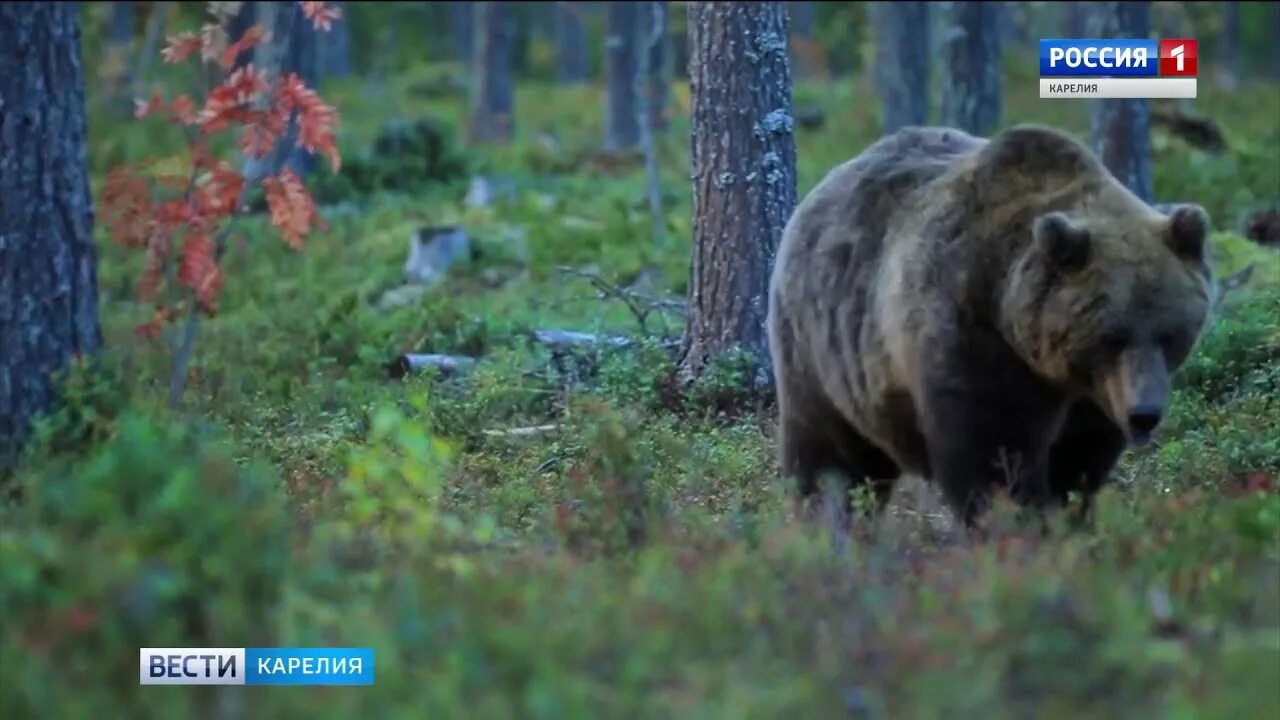 Медведи карелии фото Медведи в Карелии пошли в люди - YouTube