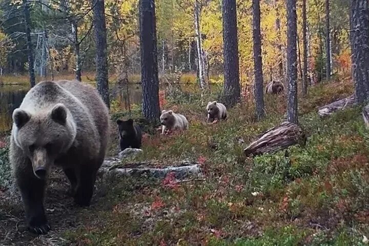 Медведи карелии фото Косматые нарушители: пятеро медведей перешли границу с Финляндией - МК Карелия