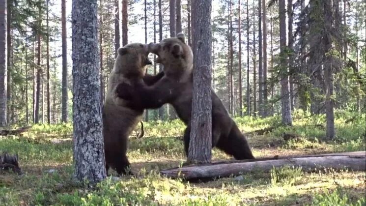 Медведи карелии фото Битву двух бурых медведей удалось снять на видео финскому фотографу: Яндекс.Ново