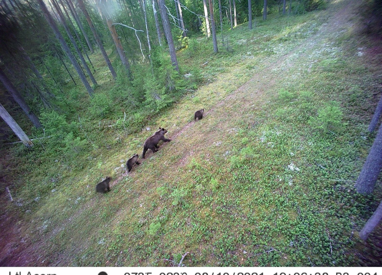 Медведи карелии фото Семья медведей попала в объектив фотоловушки в Карелии СТОЛИЦА на Онего