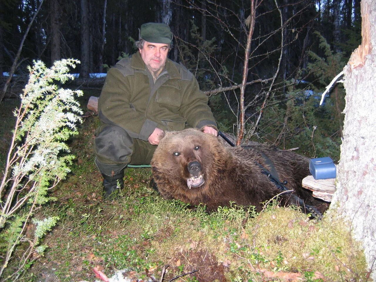 Медведи карелии фото медведь Карелия