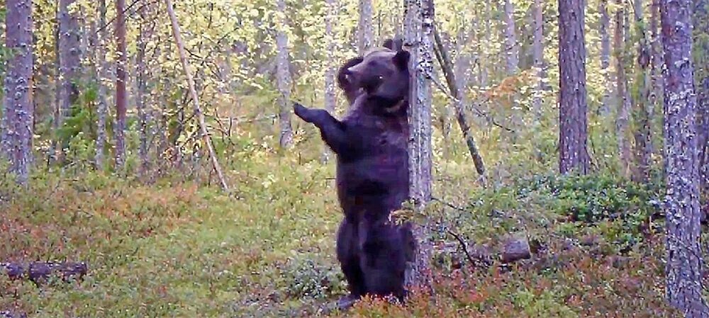 Медведи карелии фото Bear-dancer lives in the reserve in the North of Karelia (VIDEO) DETAILED: https