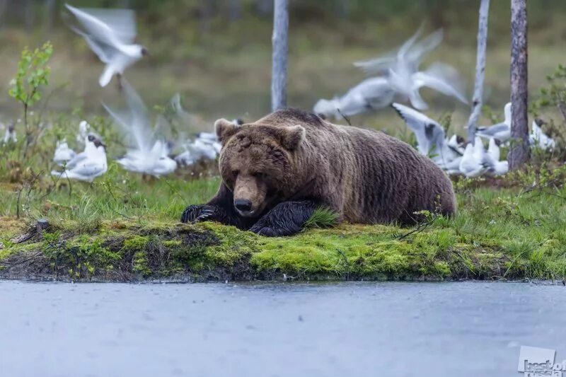 Медведи карелии фото The Best Of Russia 2017