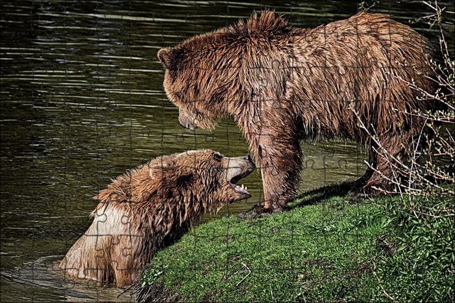 Медведи мира фото Магнитный пазл 27x18см."Нести, wildpark poing, играть" на холодильник - купить с