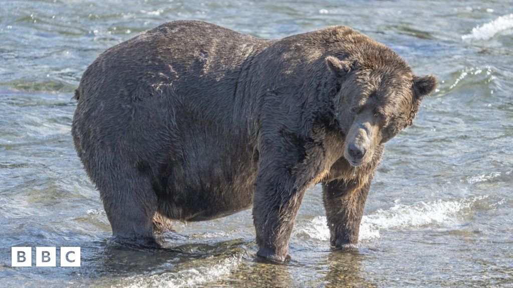 Медведи мира фото Fat Bear Week 2023: Grazer crowned fattest bear of the year - BBC Newsround