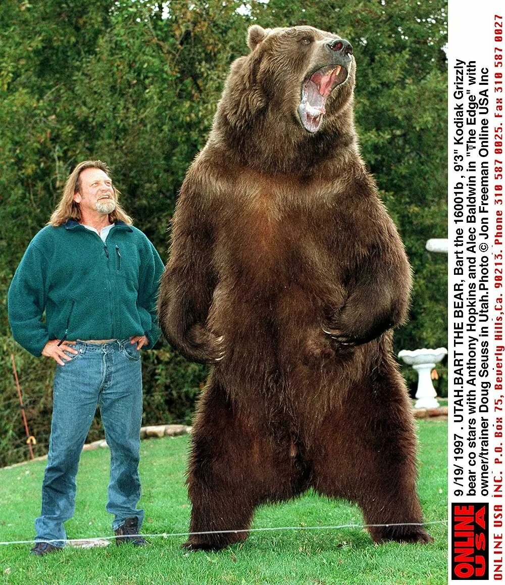 Медведи мира фото When did Bart the Bear die?