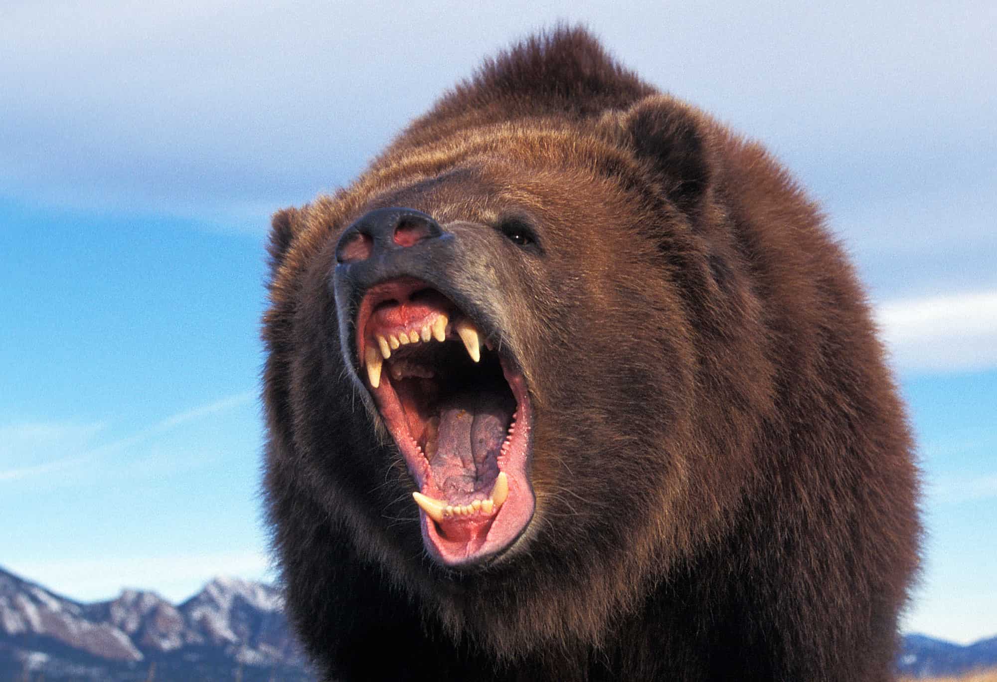 Медведи мира фото Fearless Grizzly Bear Charges 50+ Elk in Front of a Crowd of Yellowstone Tourist