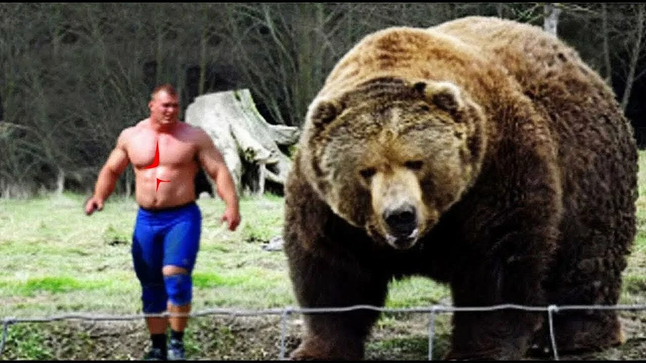 Медведи мира фото इन जानवरो से फटती है लोगो की top 5 dangerous animals you can own - YouTube