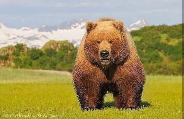 Медведи мира названия и фото Pin on Bears, moose, deer Kodiak bear, Brown bear, Kodiak brown bear