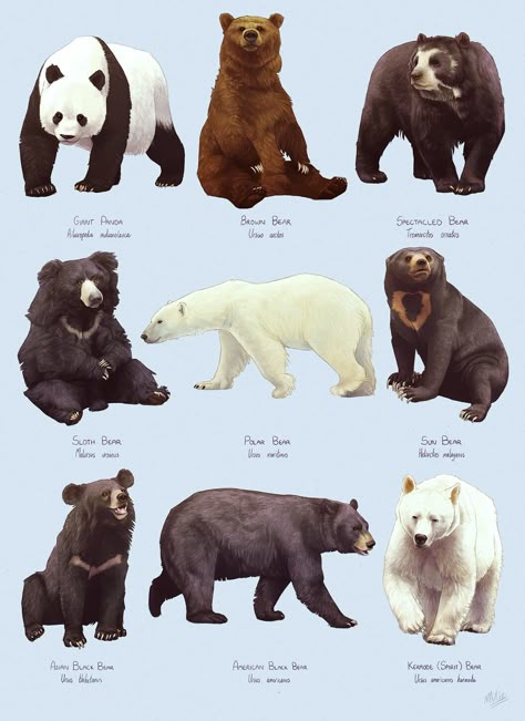 Медведи мира названия и фото As 10 melhores ideias e inspirações de bear facts