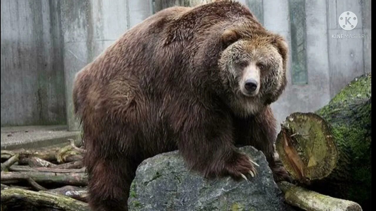 Медведи мира названия и фото Debunking Atox Lord’s Tiger killing Bears Reports And Accounts - YouTube