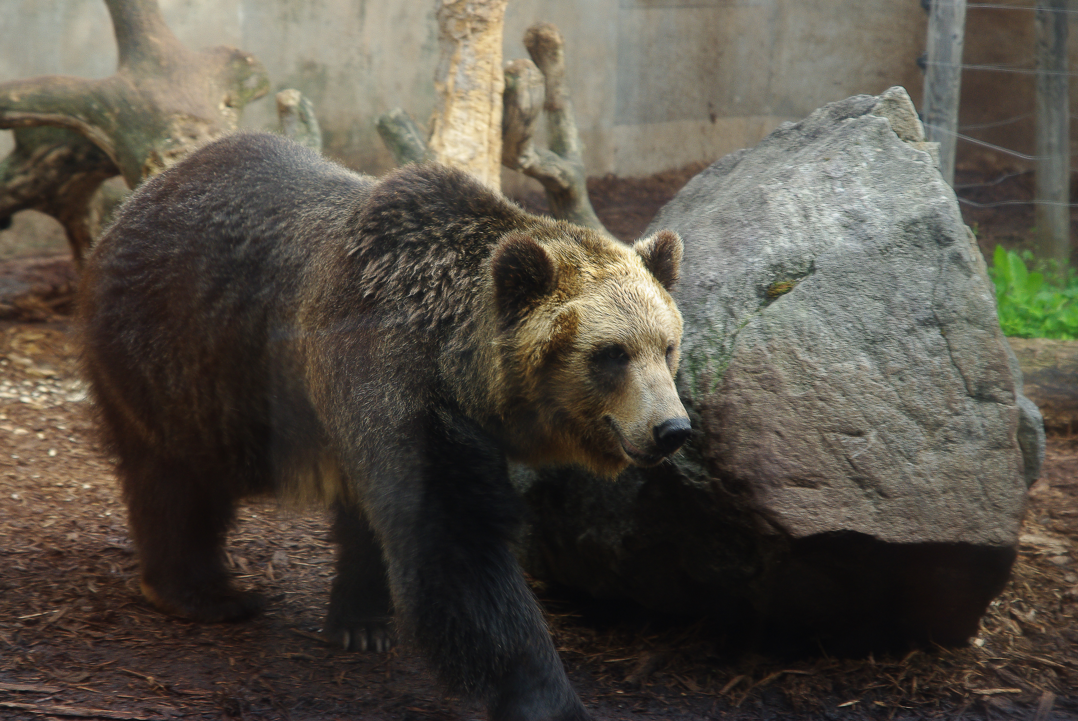 Медведи мира названия и фото File:Ussuri Brown Bear Hokkaido 2008.png - Wikipedia