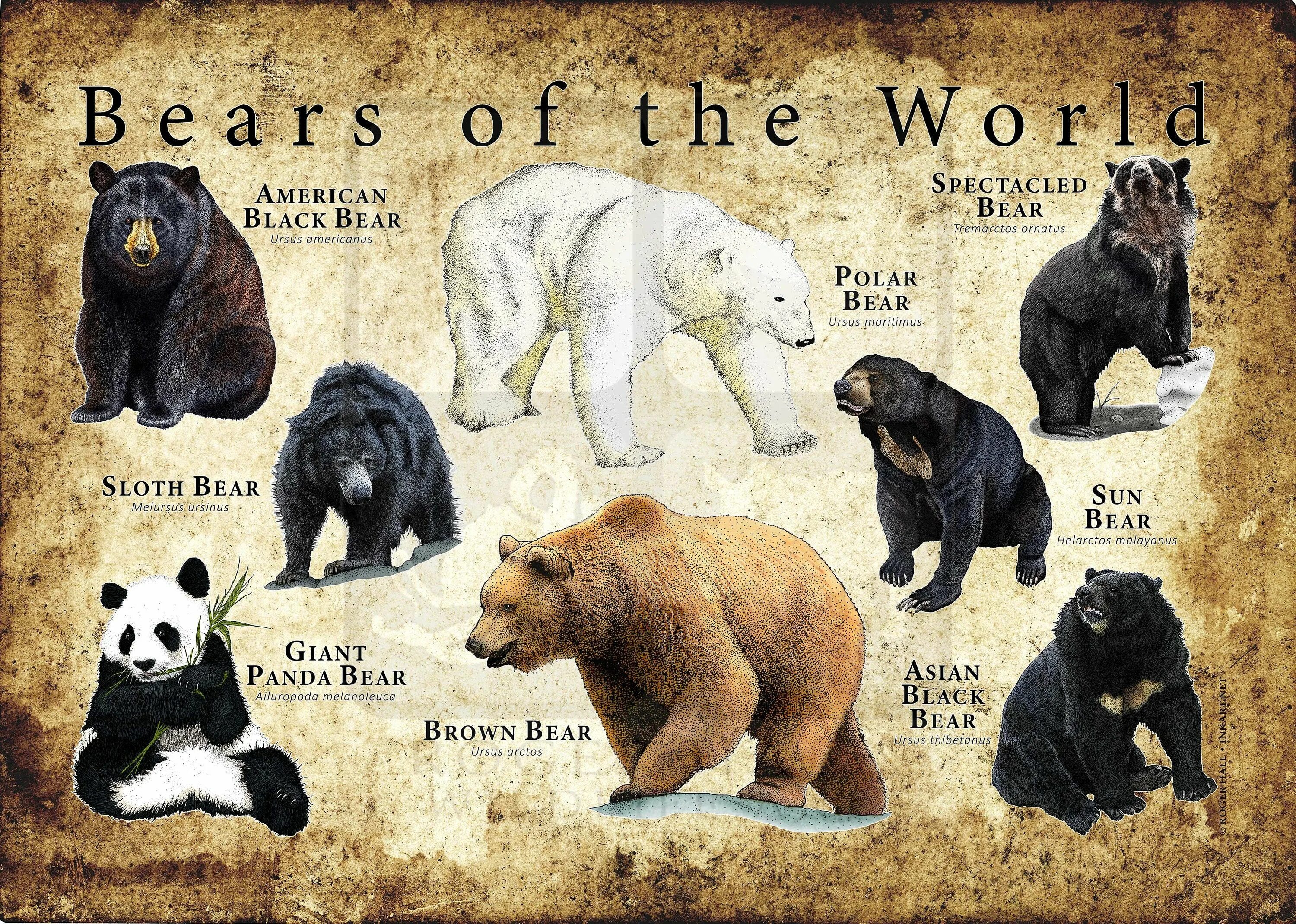 Медведи мира названия и фото Bears of the World Poster / Field Guide - Etsy in 2024 Black bear, American blac