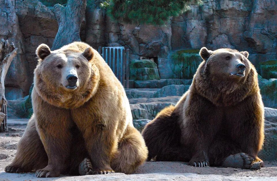 Медведи мира названия и фото Bear Center - C.S.W.D