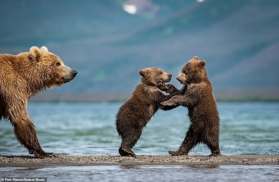 Медведи на камчатке фото Bear cub looks on with its mother as sibling learns how to fish - and there's ev